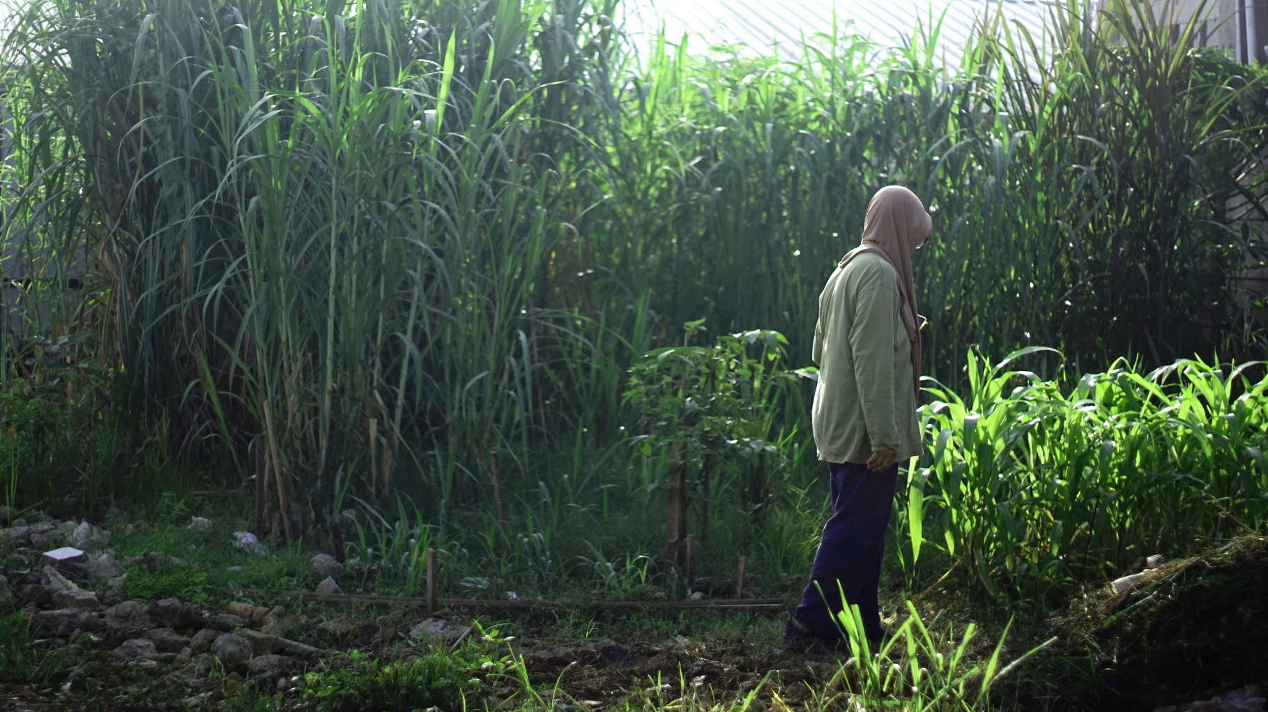 Mengapa Al-Minnah Farm Memprioritaskan Pakan Alami