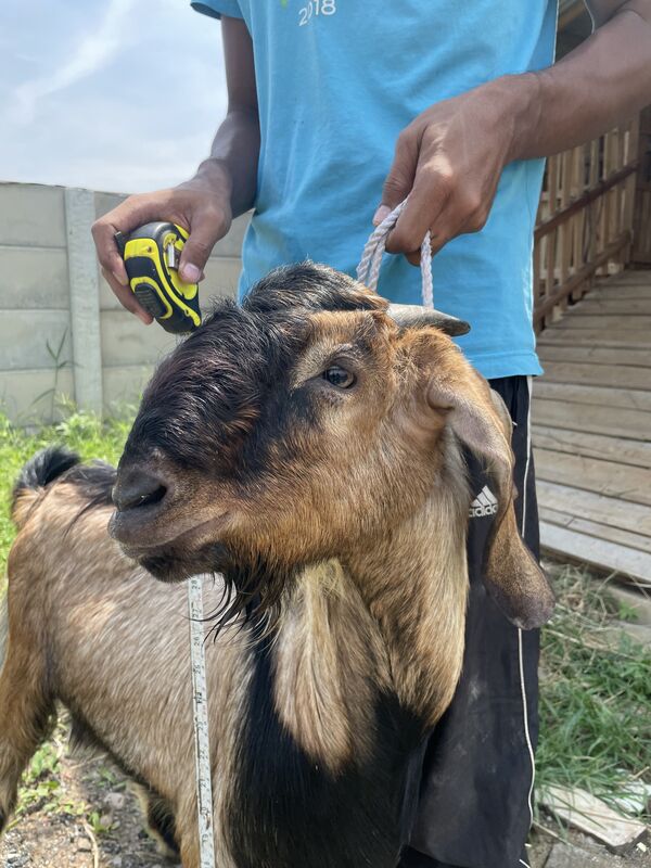 Jawarandu Jerabang 13