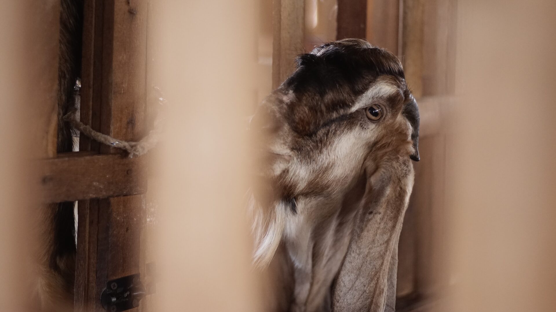 Jawarandu Coklat Dawuk