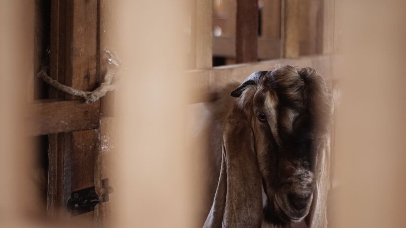 Jawarandu Coklat Dawuk 3