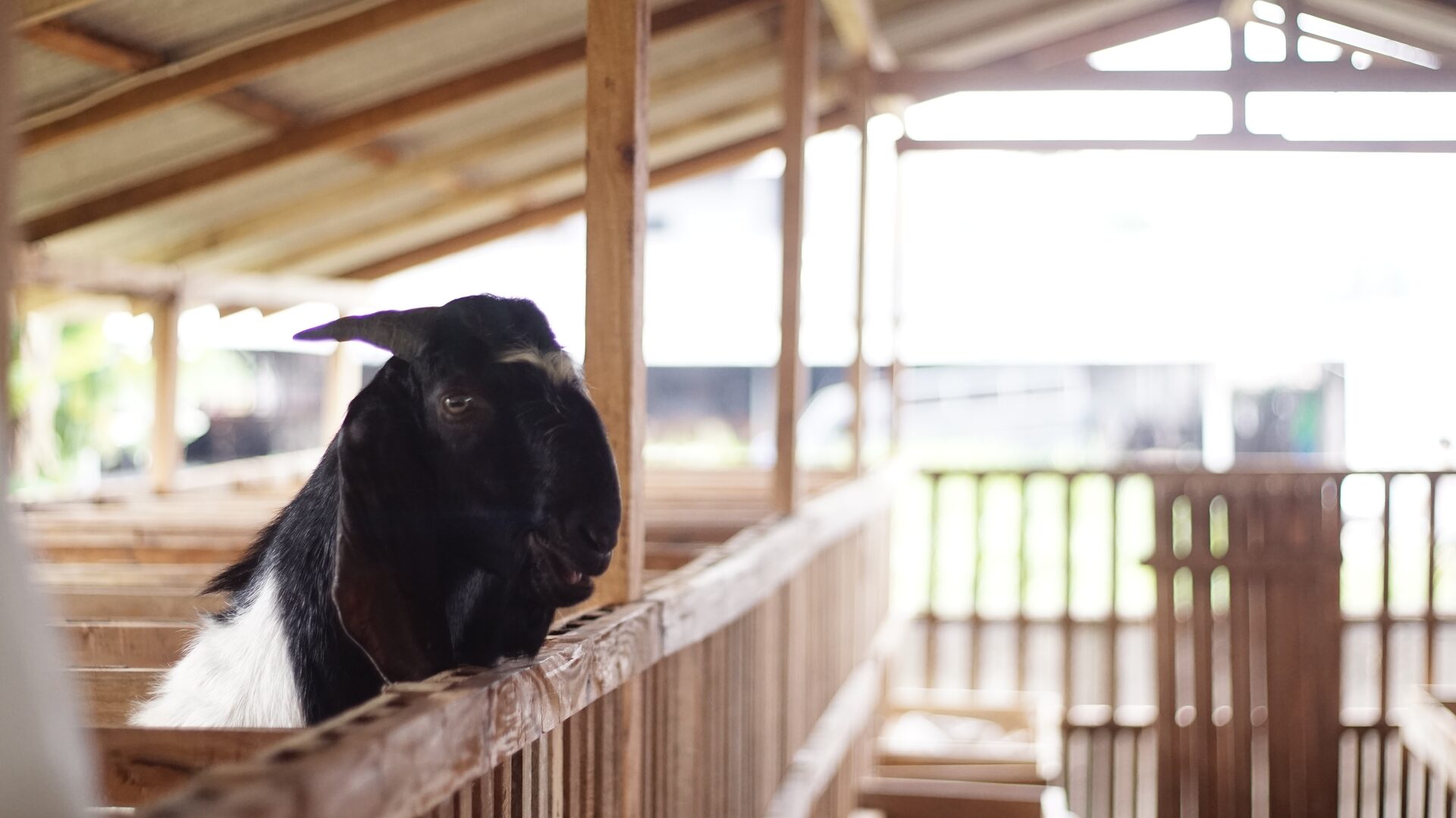 Jawarandu Putih Hitam