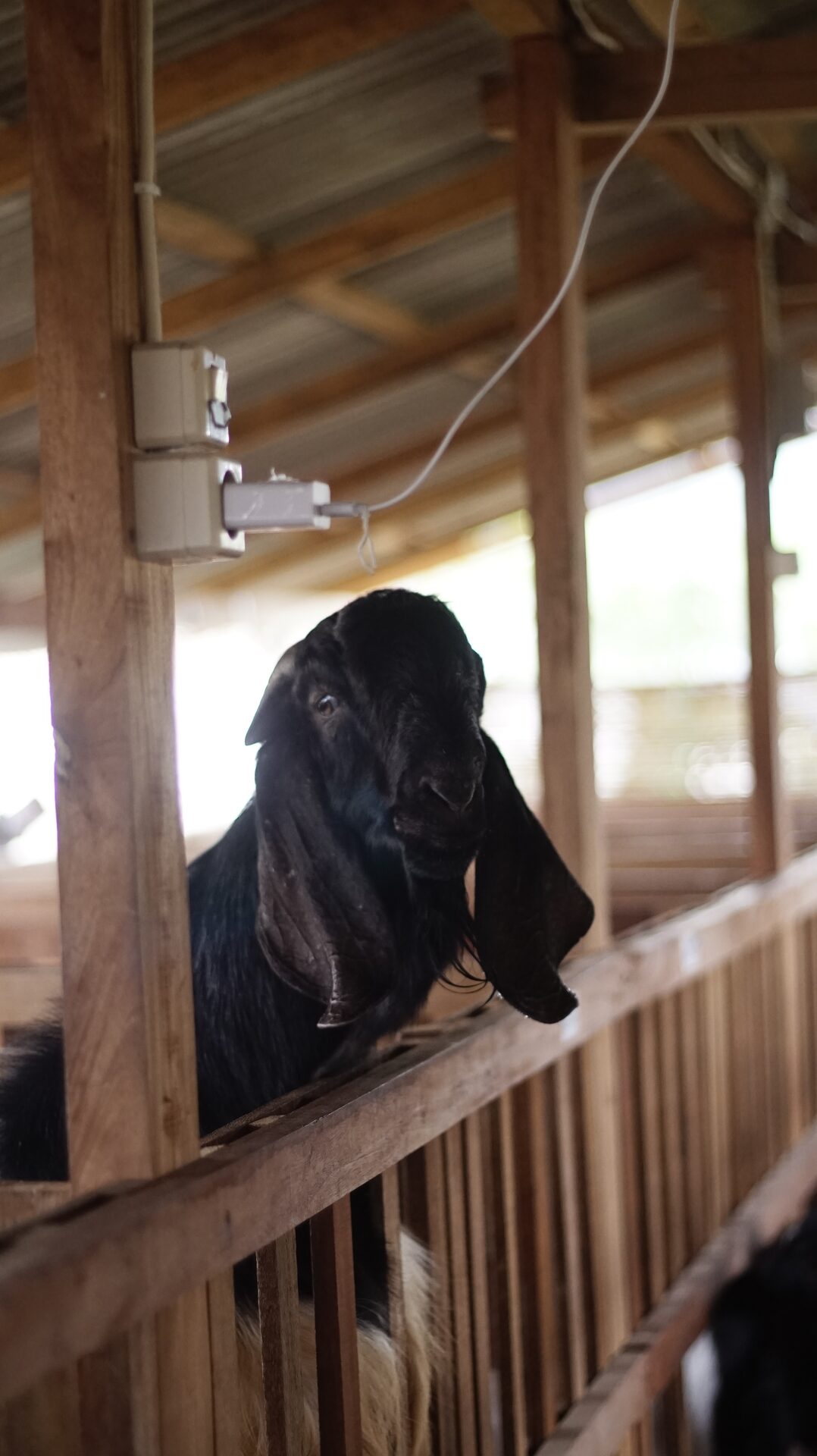 Jawarandu Putih Hitam 2