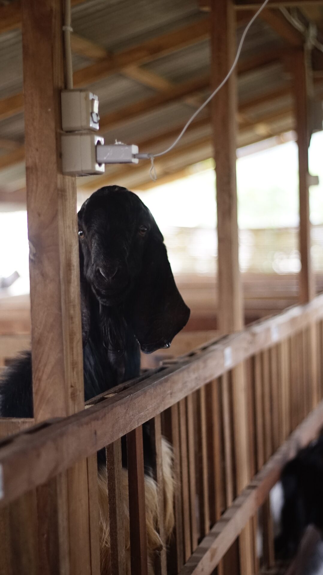 Jawarandu Putih Hitam 3