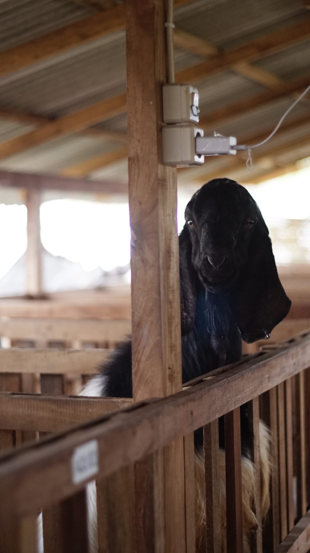 Jawarandu Putih Hitam 4