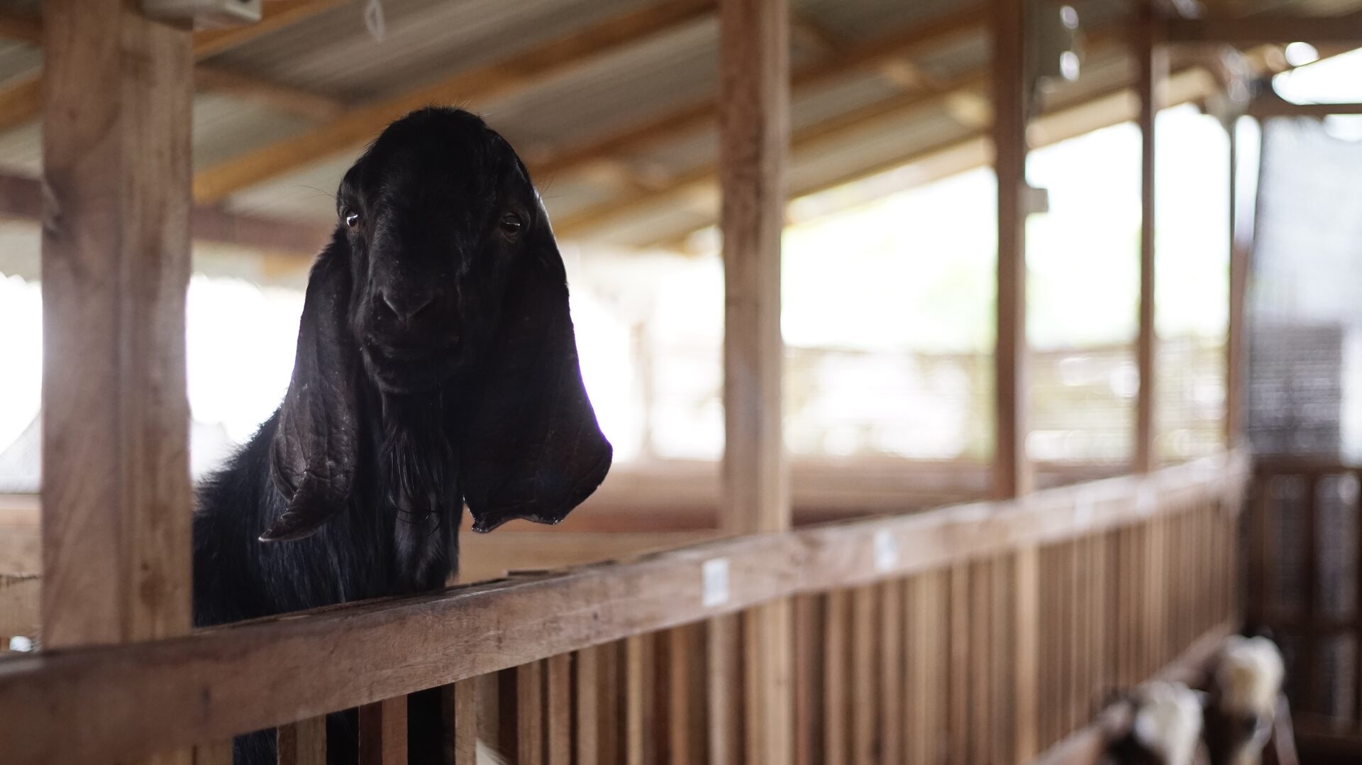 Jawarandu Putih Hitam 5