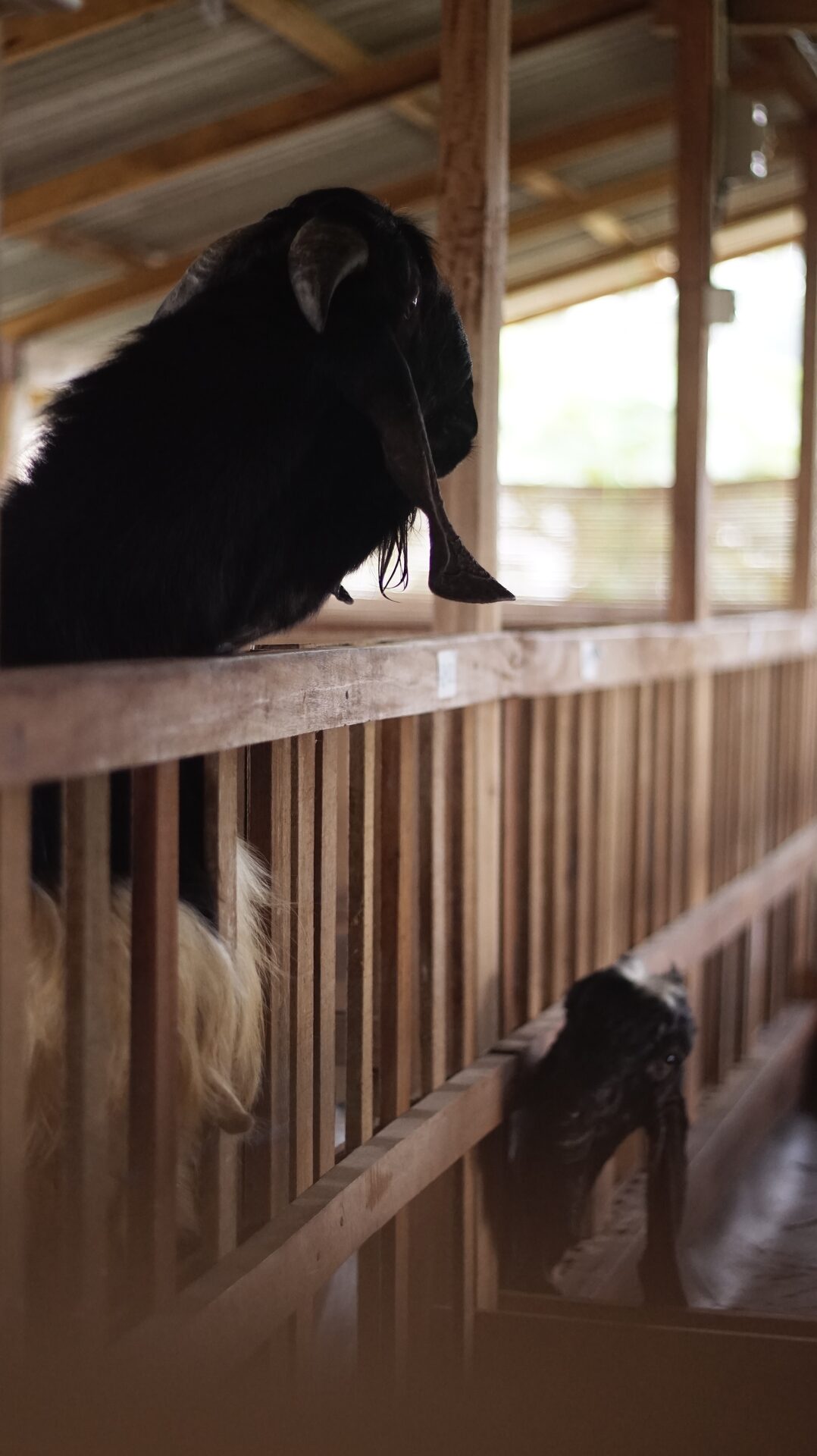 Jawarandu Putih Hitam 6