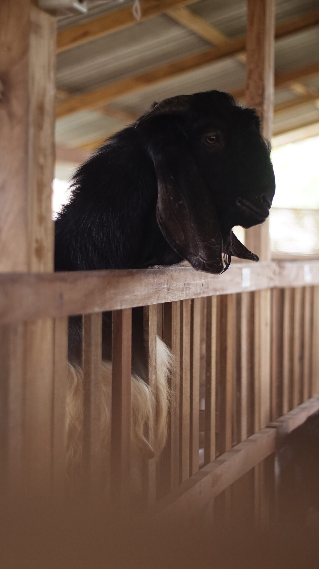 Jawarandu Putih Hitam 7