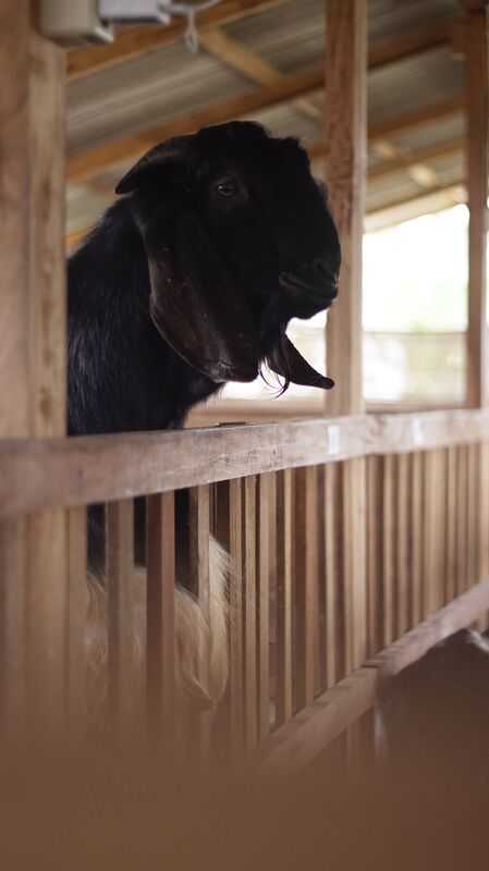 Jawarandu Putih Hitam 8