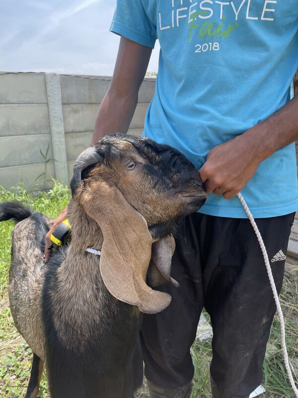 Jawarandu Jerabang 7