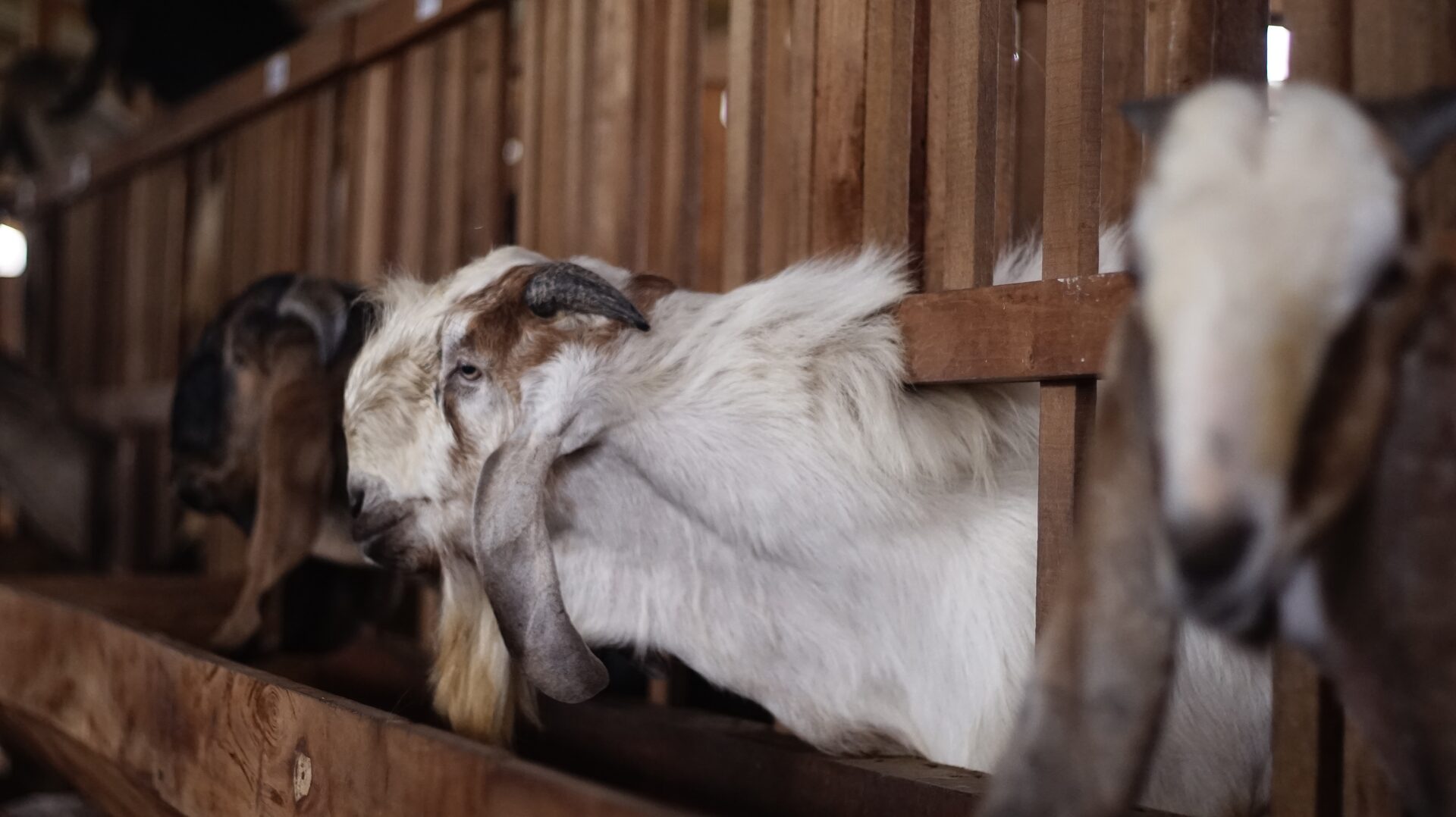 Jawarandu Badan Putih Kepala Merah