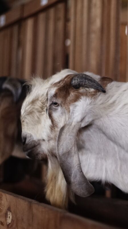 Jawarandu Badan Putih Kepala Merah 2