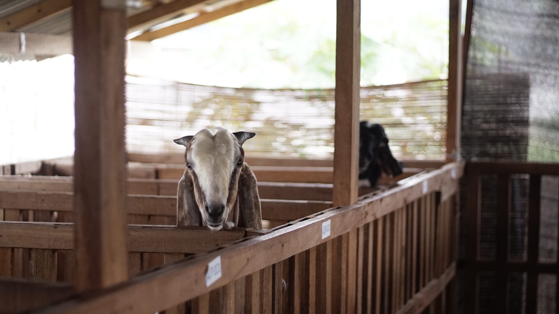 Jawarandu Badan Putih Kepala Merah