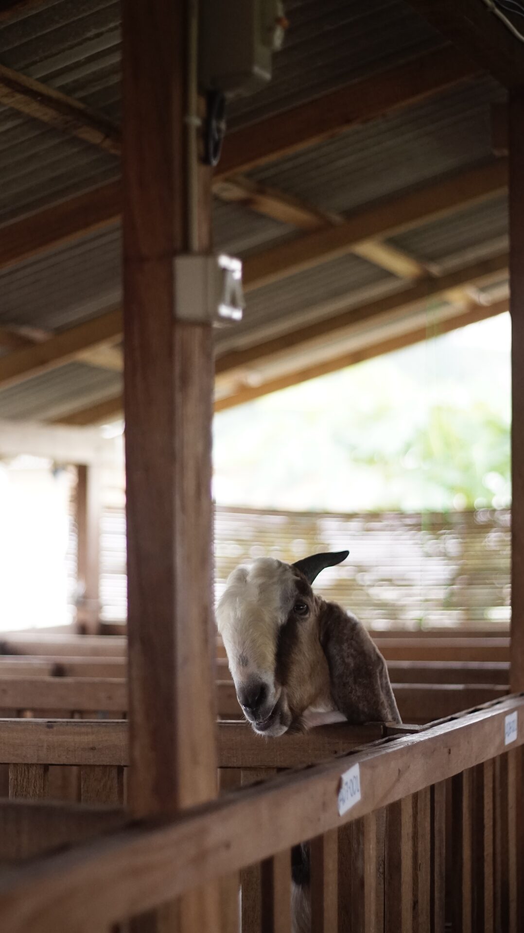 Jawarandu Badan Putih Kepala Merah 2