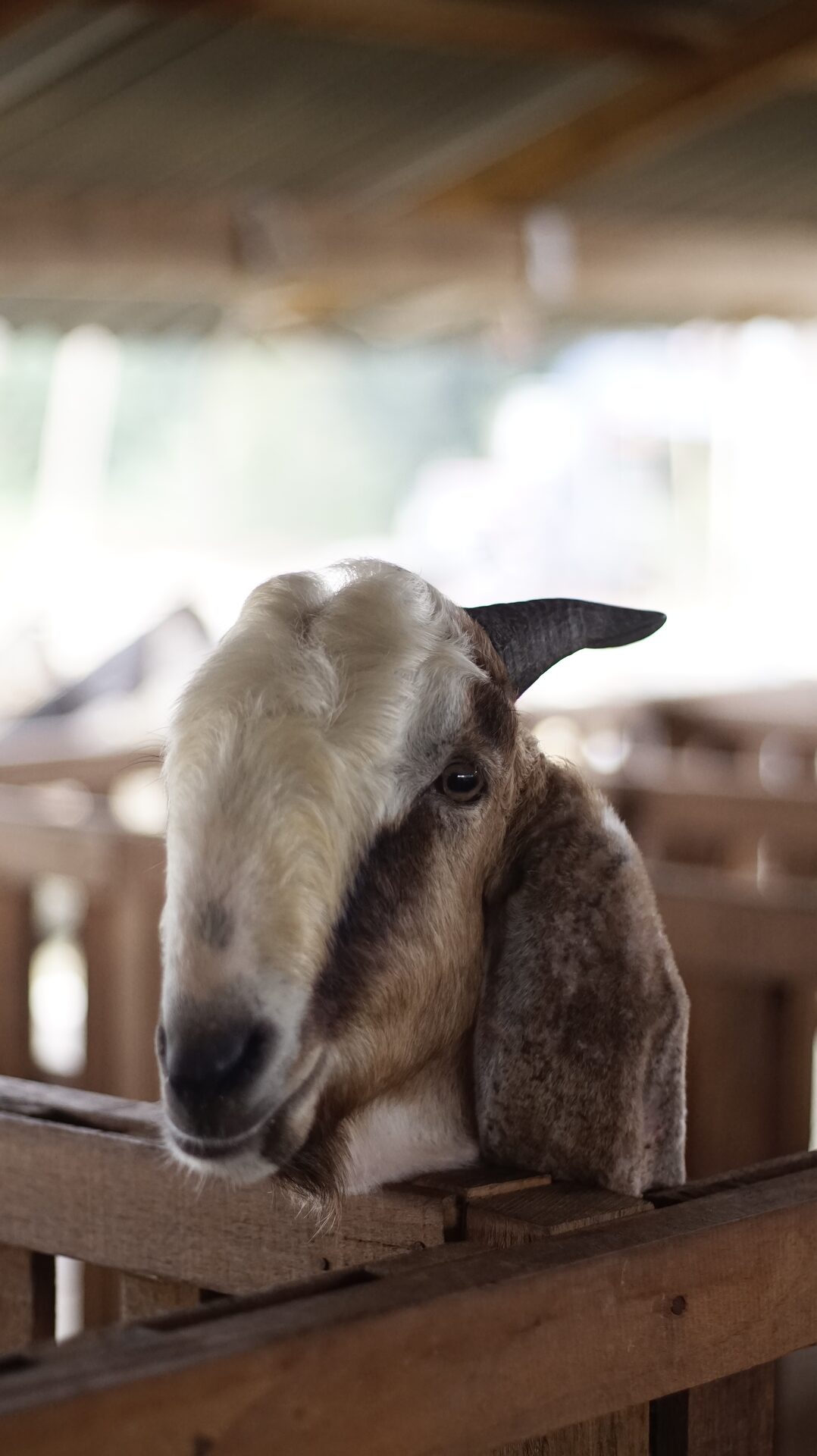 Jawarandu Badan Putih Kepala Merah 3