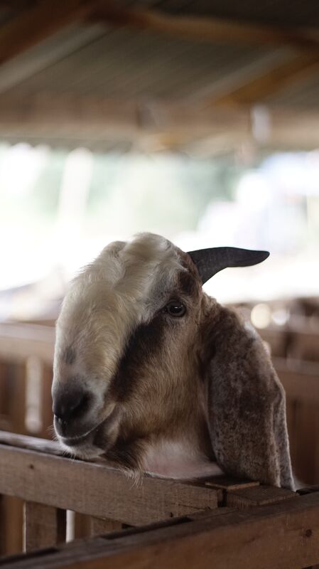 Jawarandu Badan Putih Kepala Merah 4