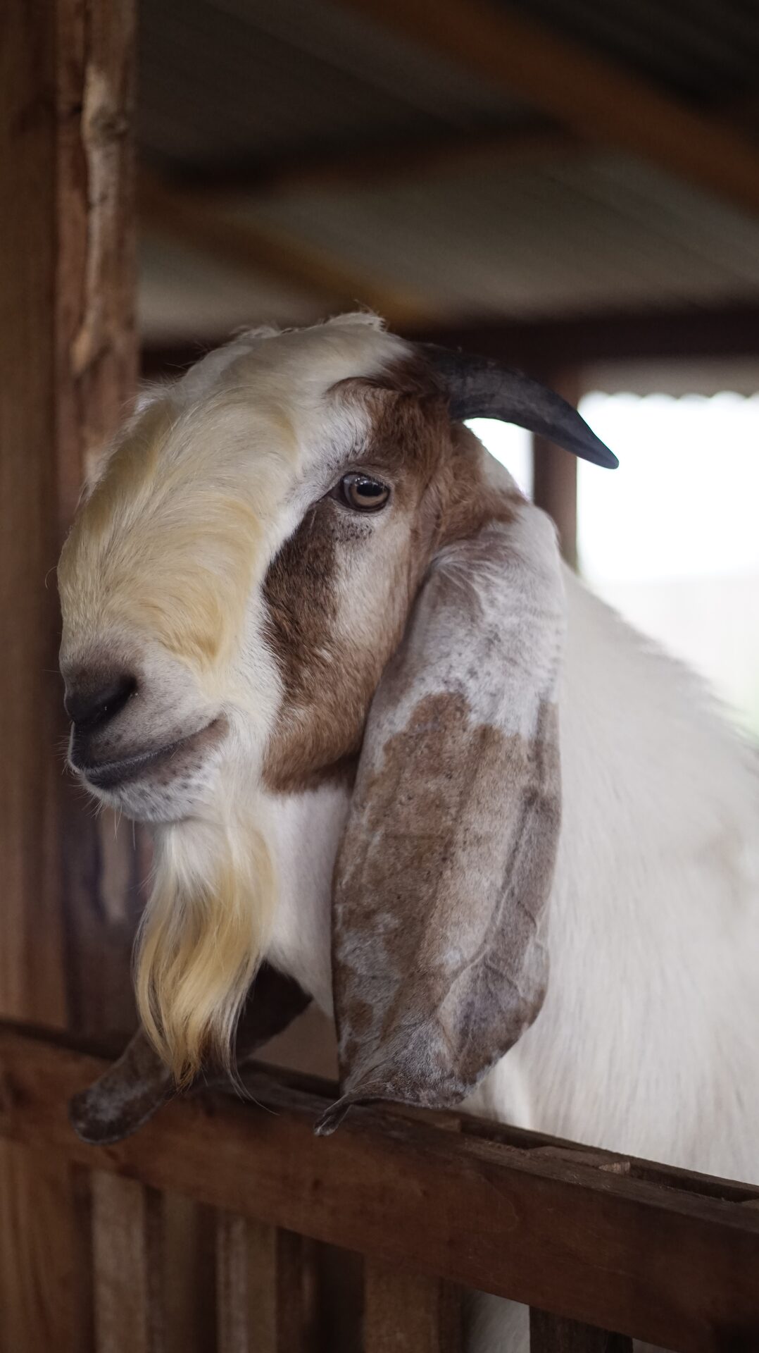 Jawarandu Badan Putih Kepala Merah