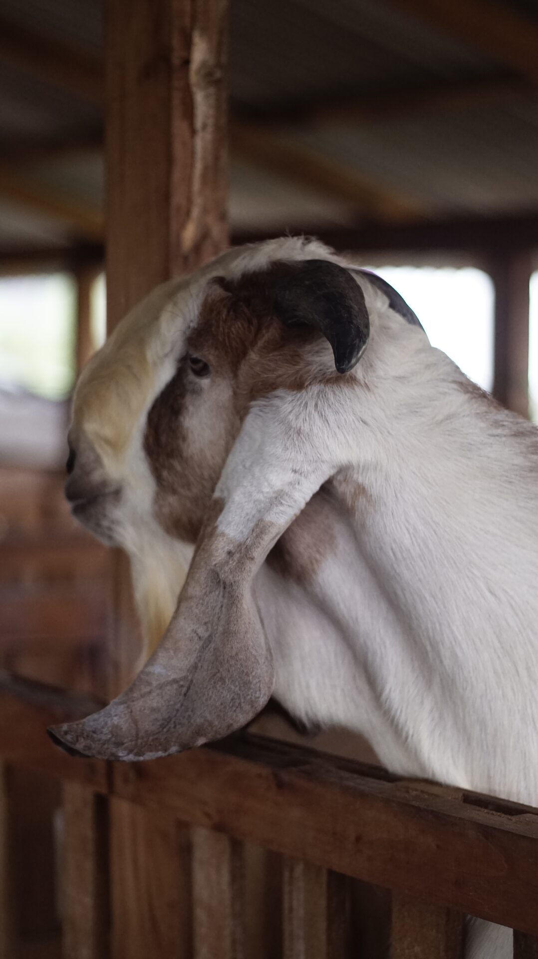 Jawarandu Badan Putih Kepala Merah 2