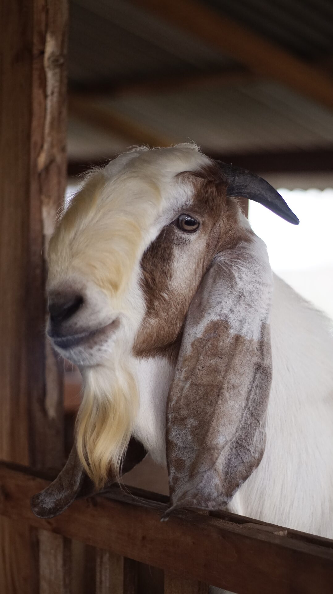 Jawarandu Badan Putih Kepala Merah 3