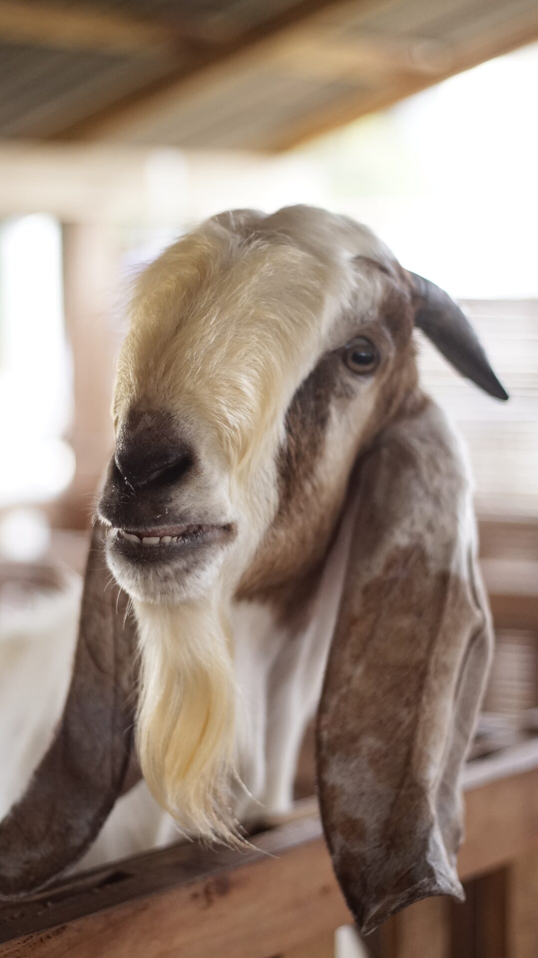 Jawarandu Badan Putih Kepala Merah 4