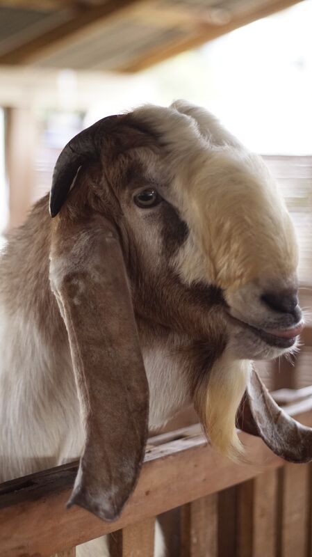 Jawarandu Badan Putih Kepala Merah