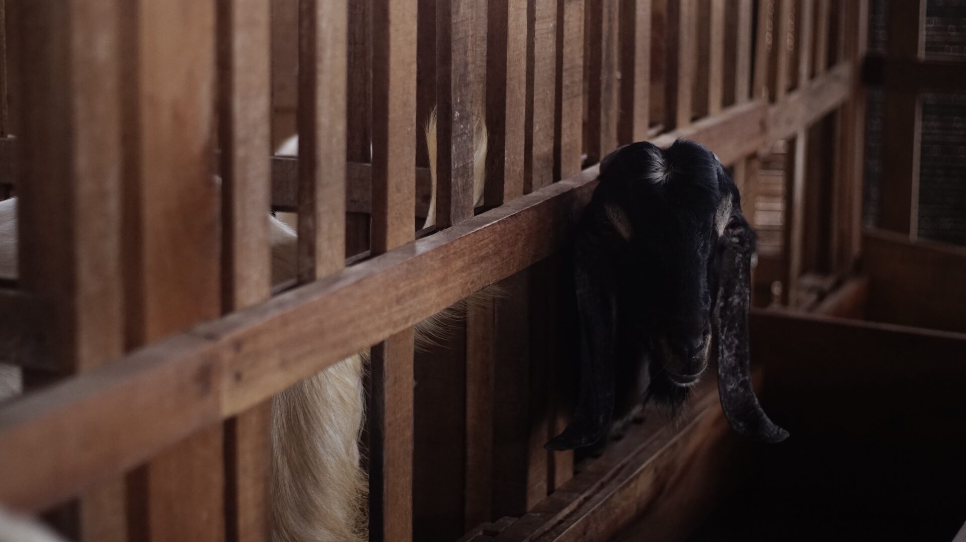 Jawarandu Putih Hitam