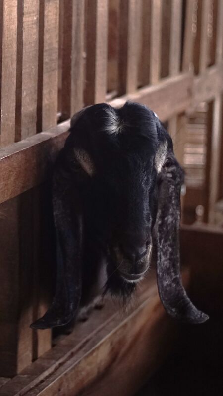 Jawarandu Putih Hitam 2