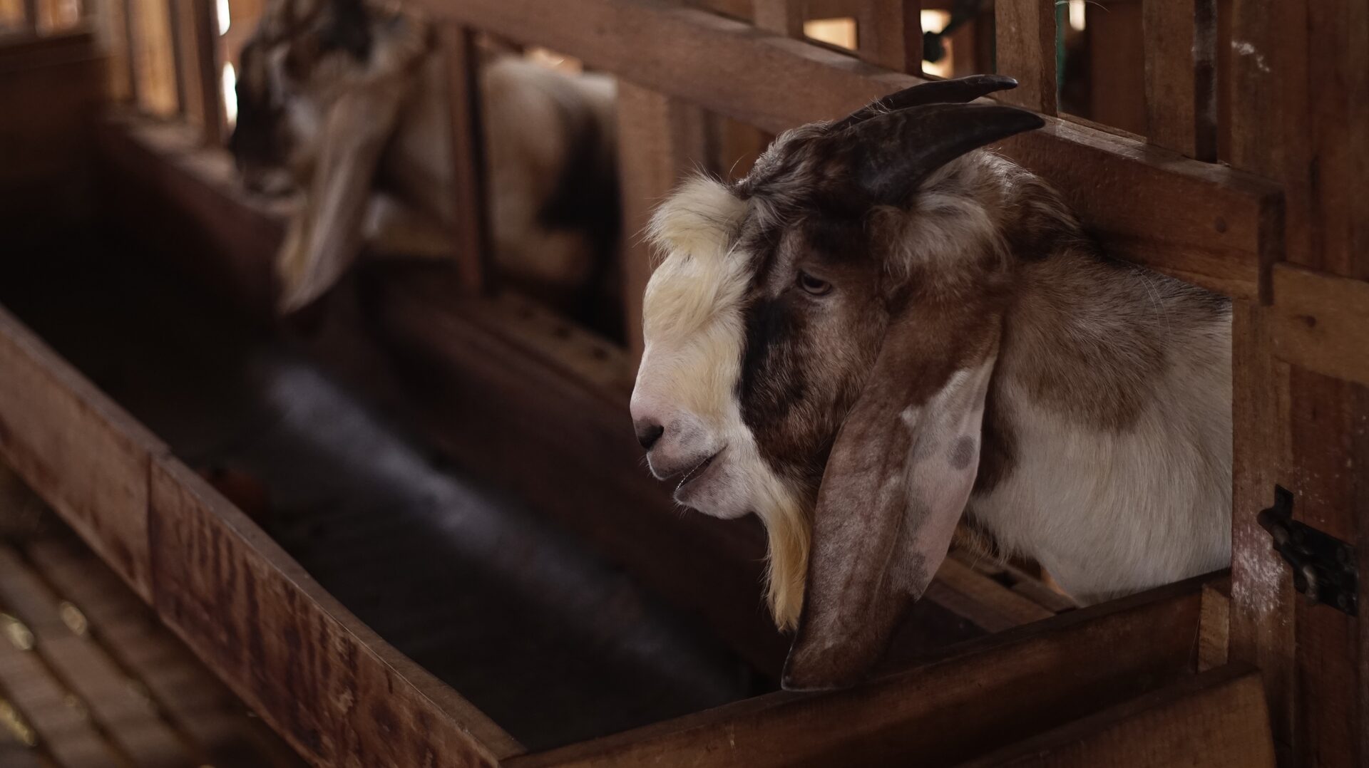 Jawarandu Putih Coklat Tanduk Panjang