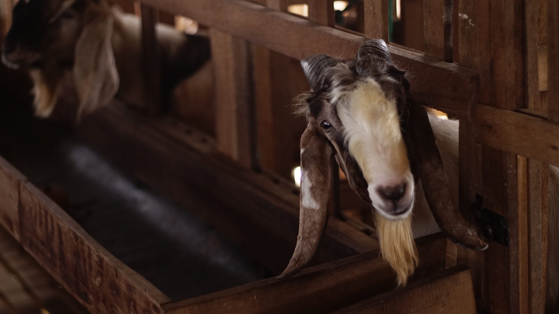 Jawarandu Putih Coklat Tanduk Panjang 2