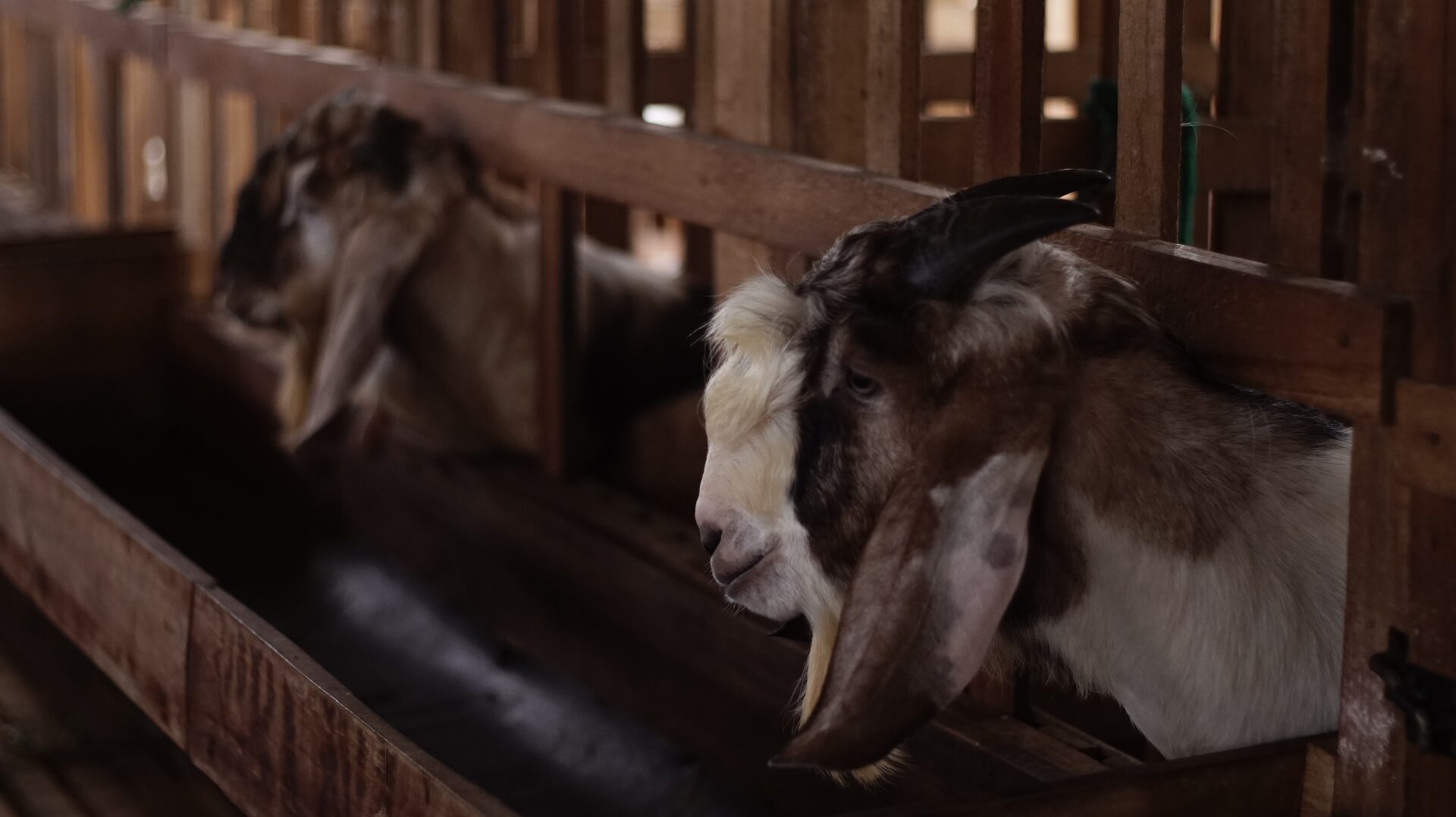 Jawarandu Putih Coklat Tanduk Panjang 3