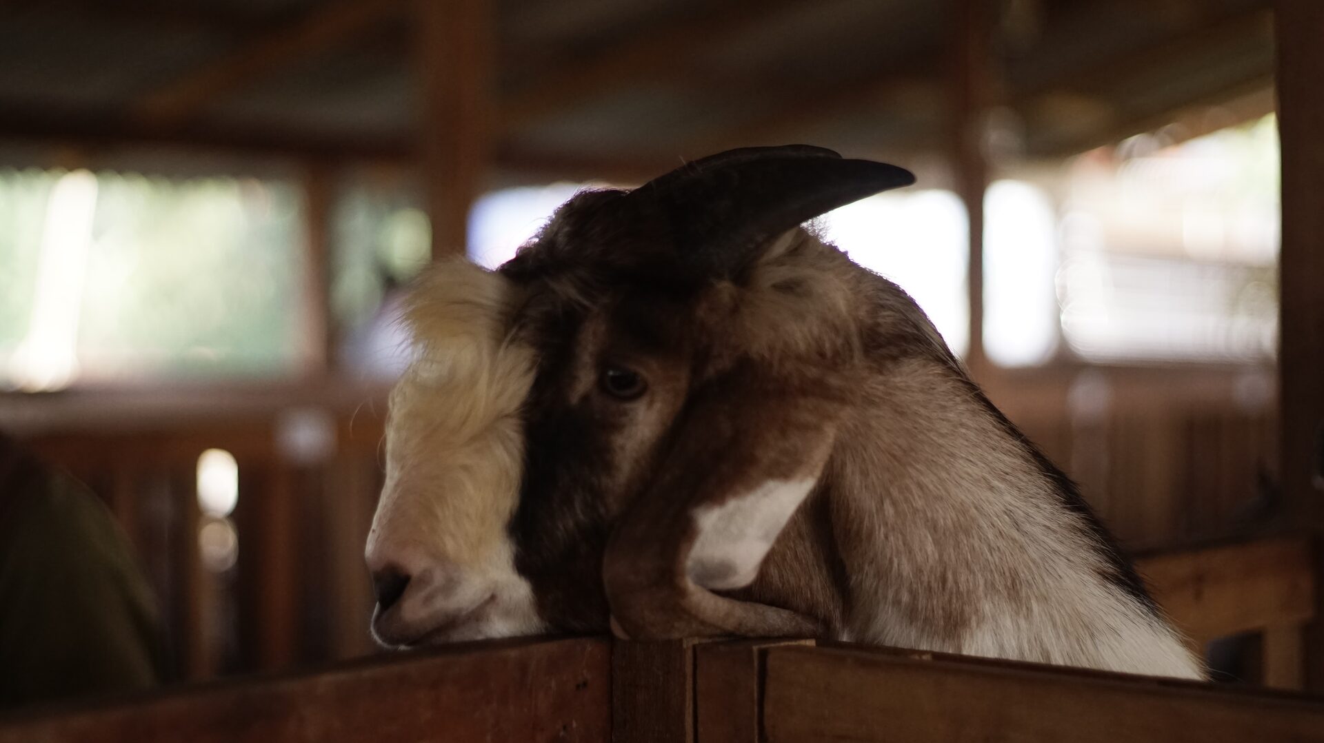 Jawarandu Putih Coklat Tanduk Panjang 4