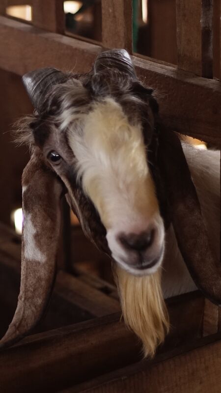 Jawarandu Putih Coklat Tanduk Panjang 5