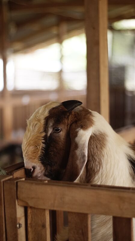 Jawarandu Putih Coklat Tanduk Pendek