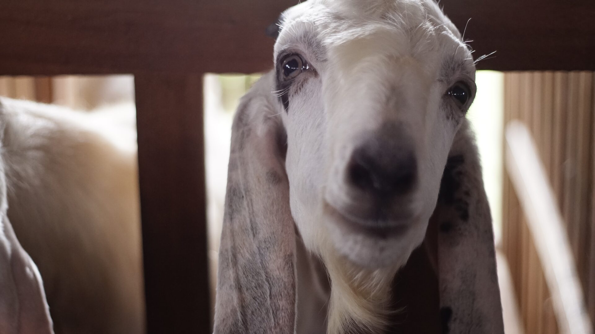 Jawarandu Putih Hitam