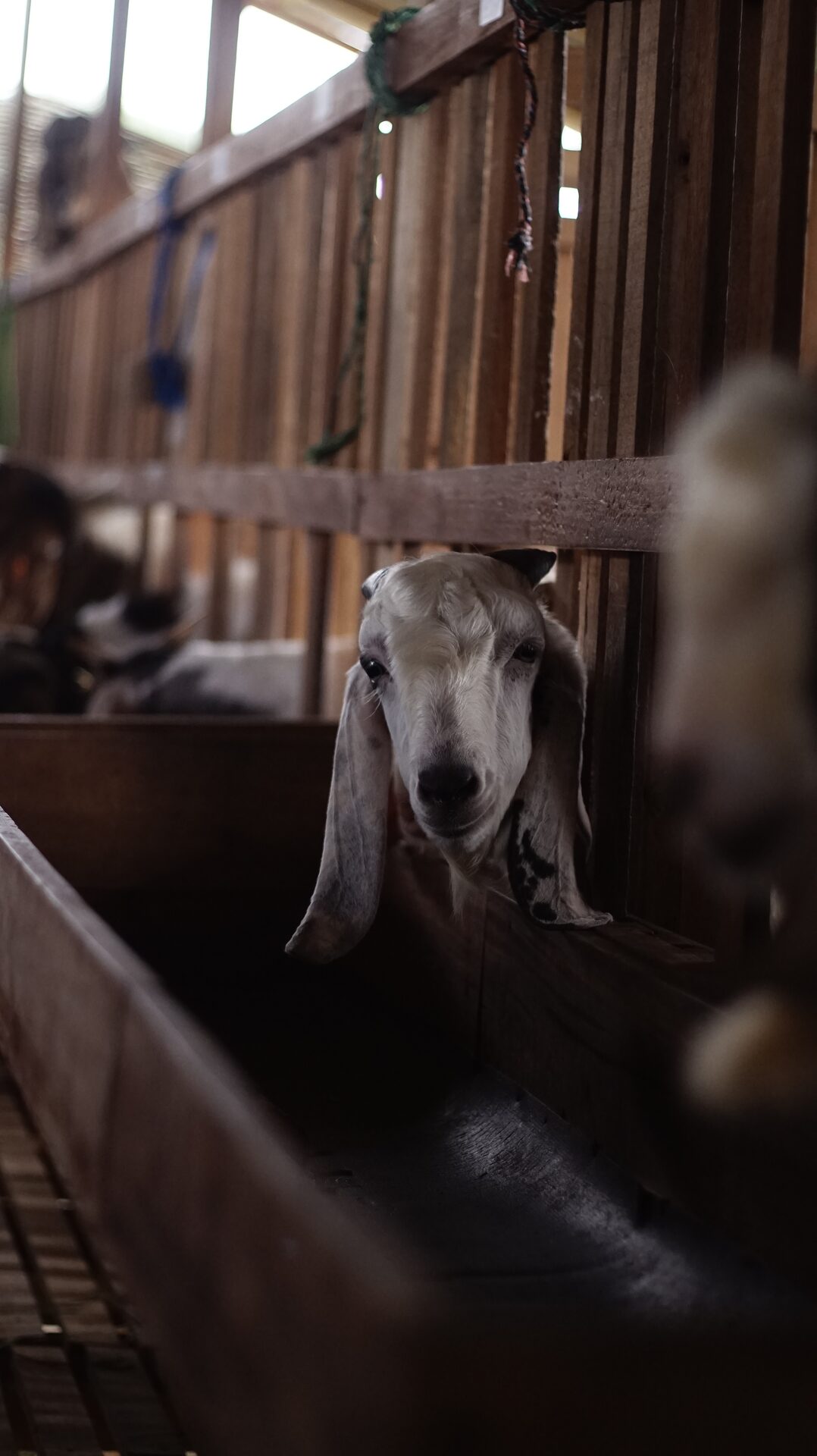 Jawarandu Putih Hitam 2