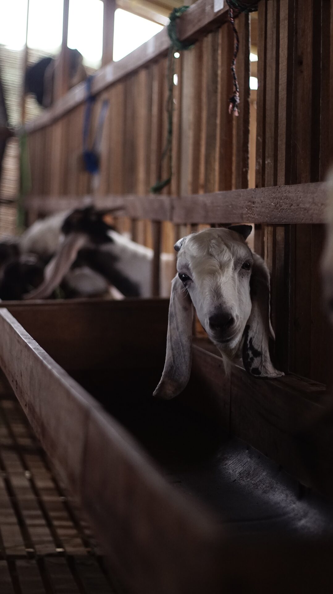 Jawarandu Putih Hitam 3