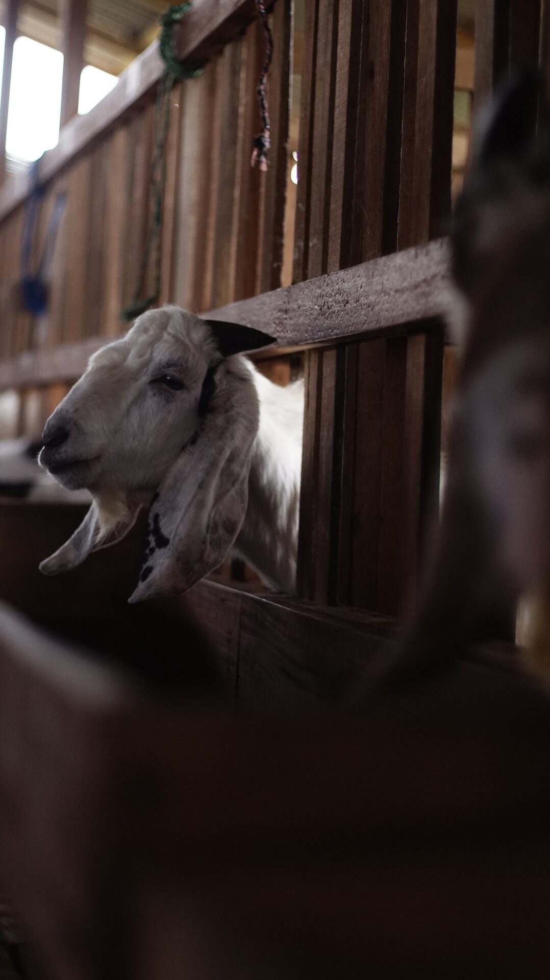 Jawarandu Putih Hitam 4