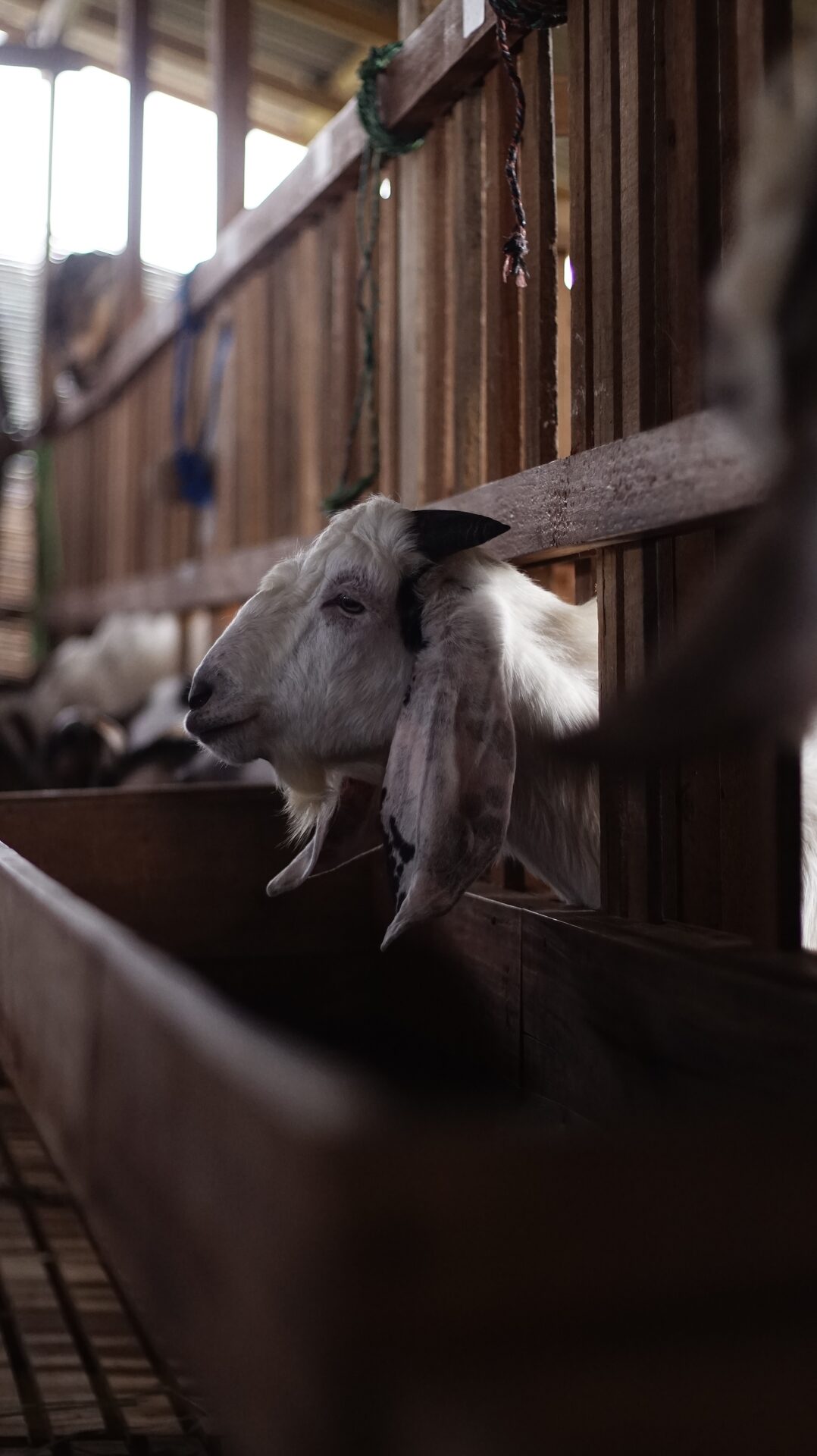 Jawarandu Putih Hitam 5