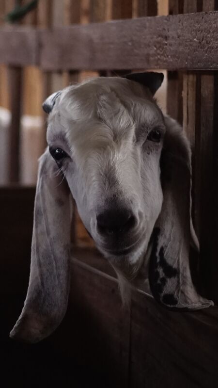 Jawarandu Putih Hitam 6