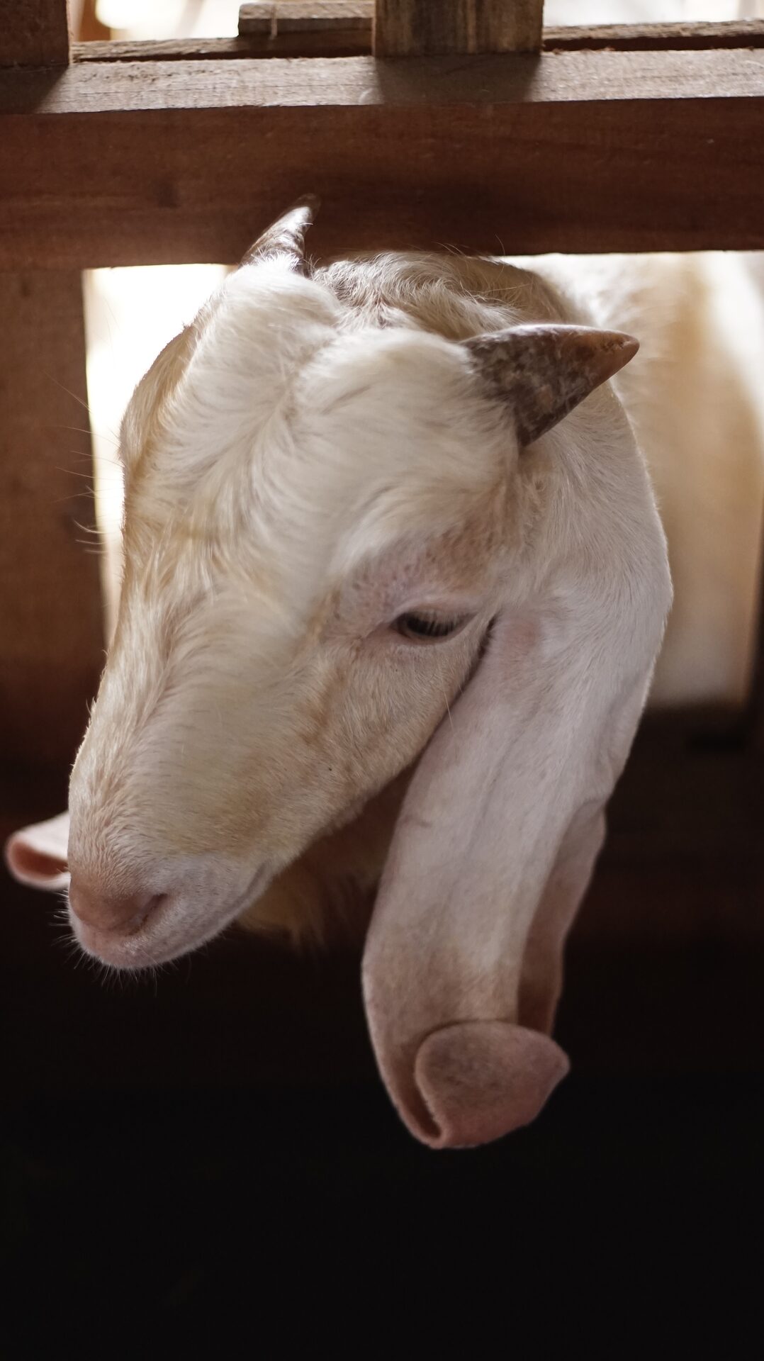 Sapera Putih Kuping Lipat