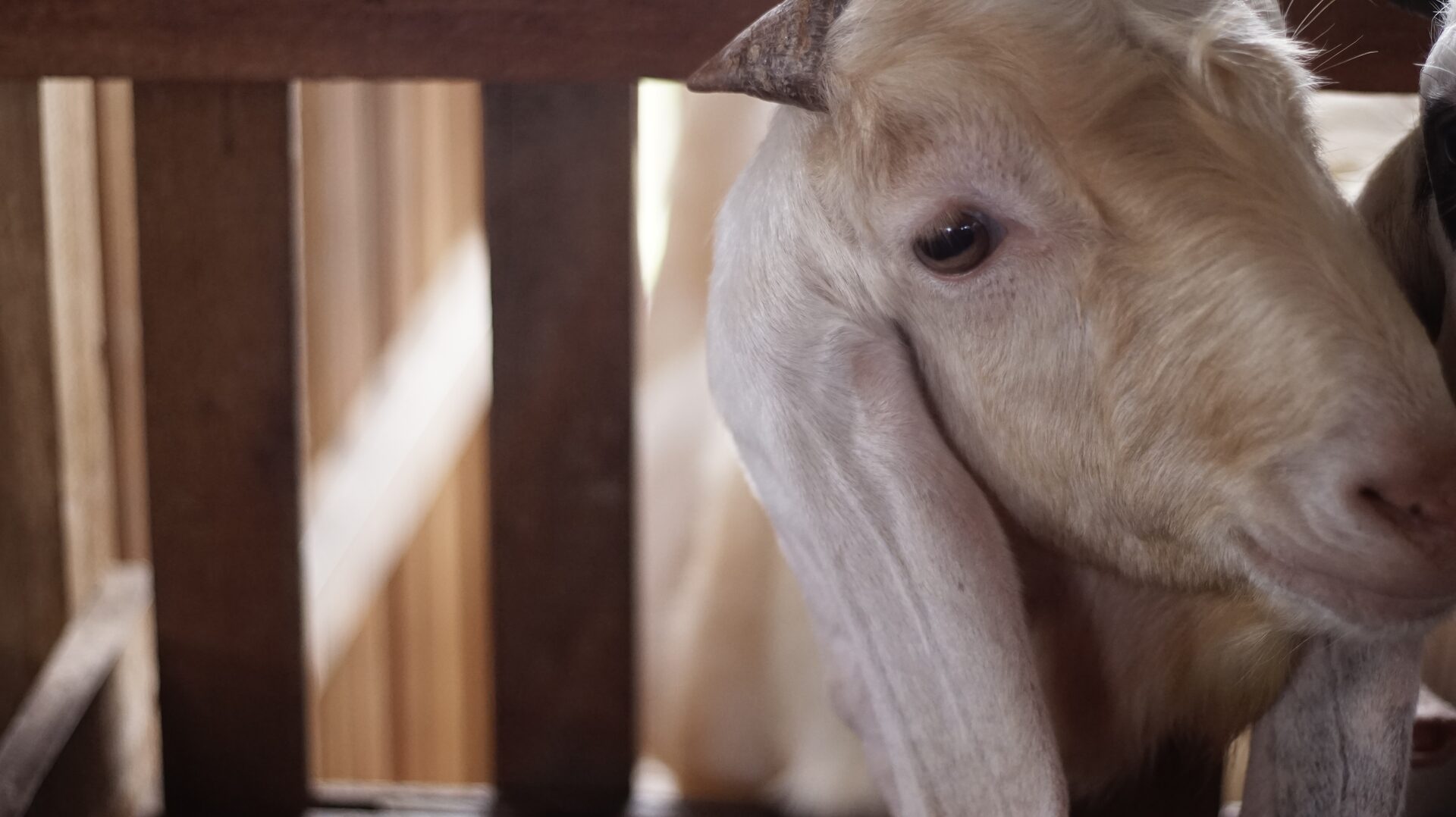 Sapera Putih Kuping Lipat 2