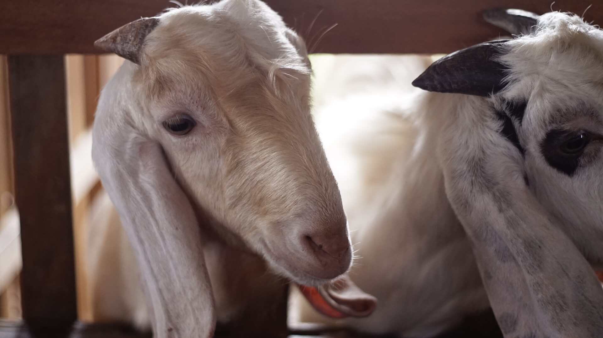 Sapera Putih Kuping Lipat 3