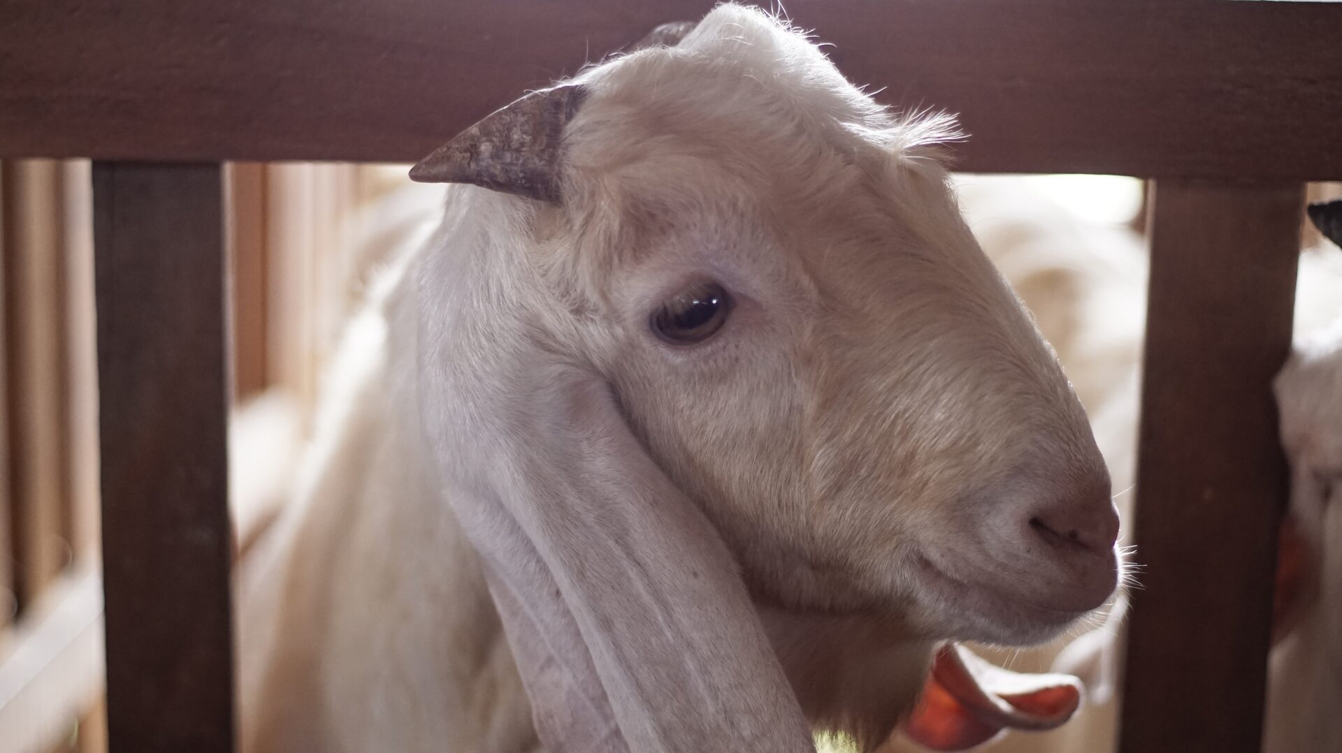 Sapera Putih Kuping Lipat 4