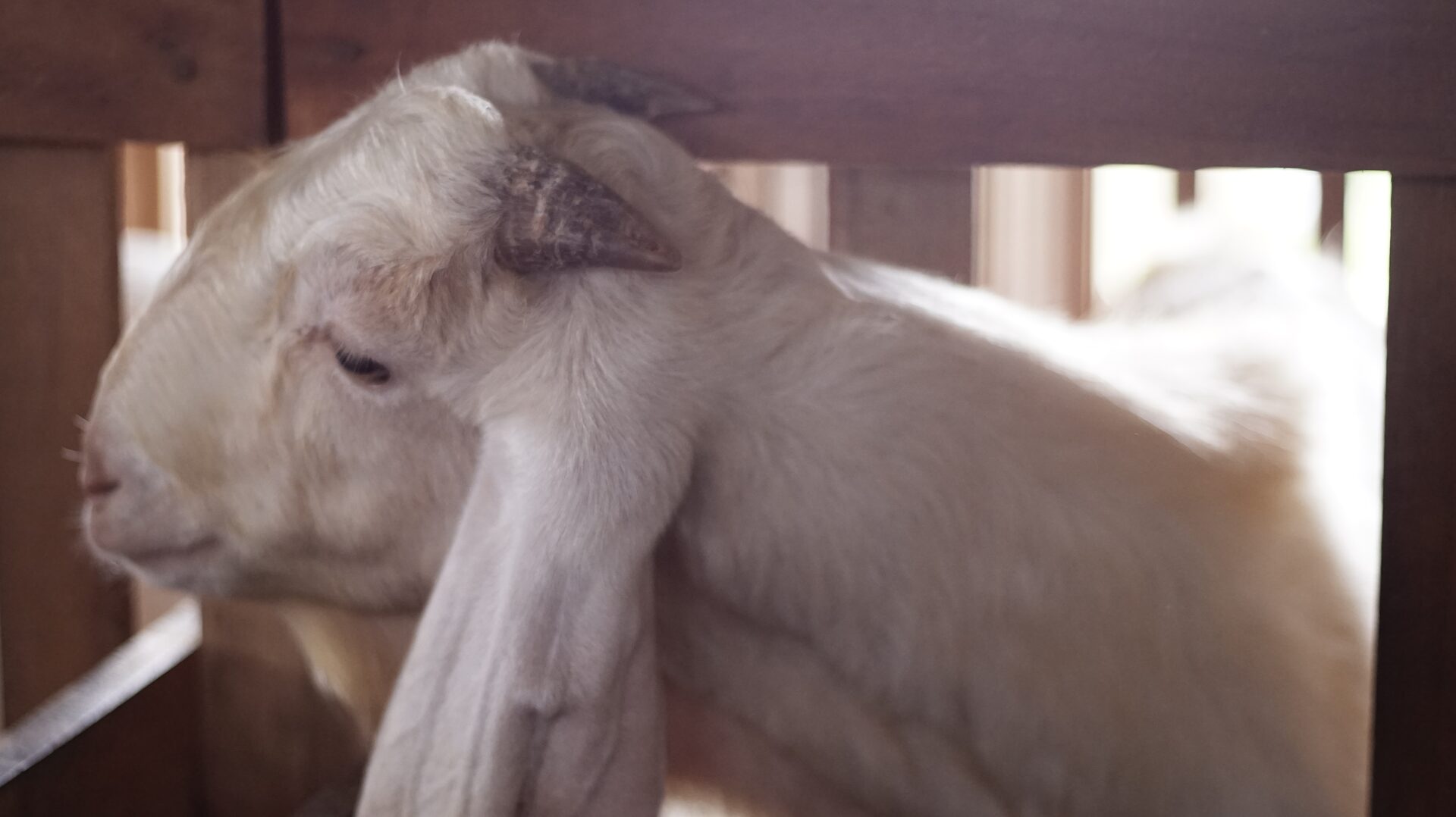 Sapera Putih Kuping Lipat 5