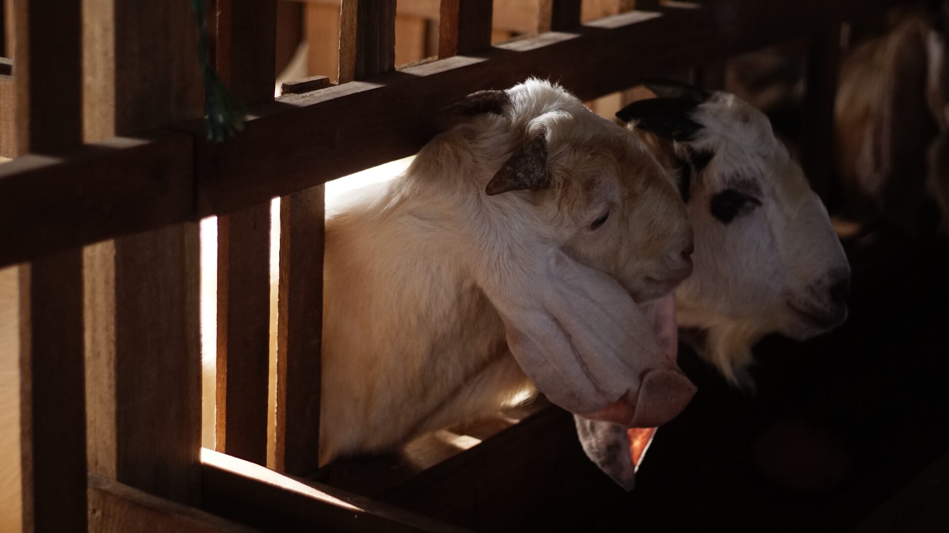 Sapera Putih Kuping Lipat 6