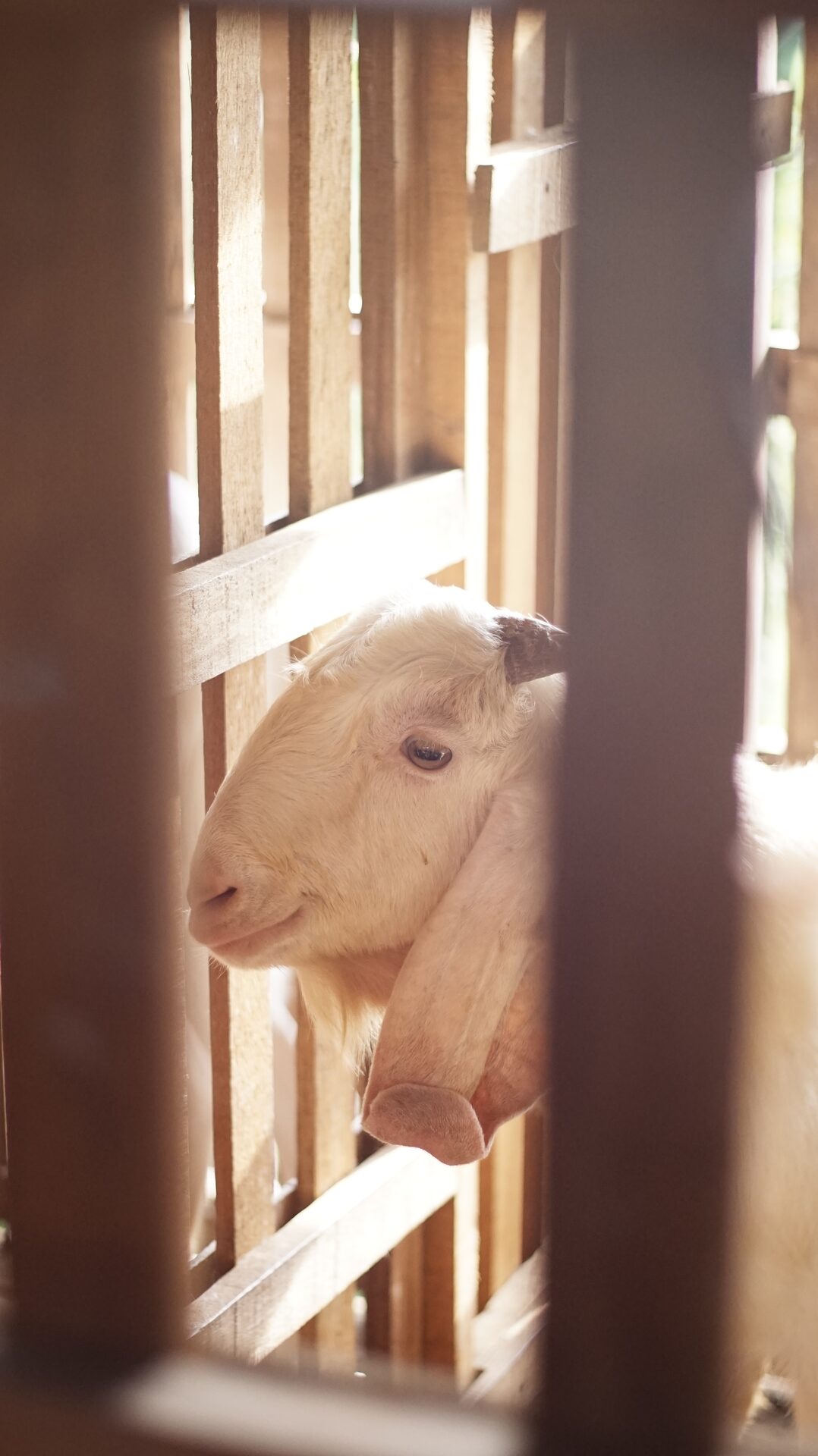 Sapera Putih Kuping Lipat 7