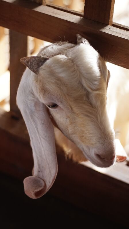 Sapera Putih Kuping Lipat 8