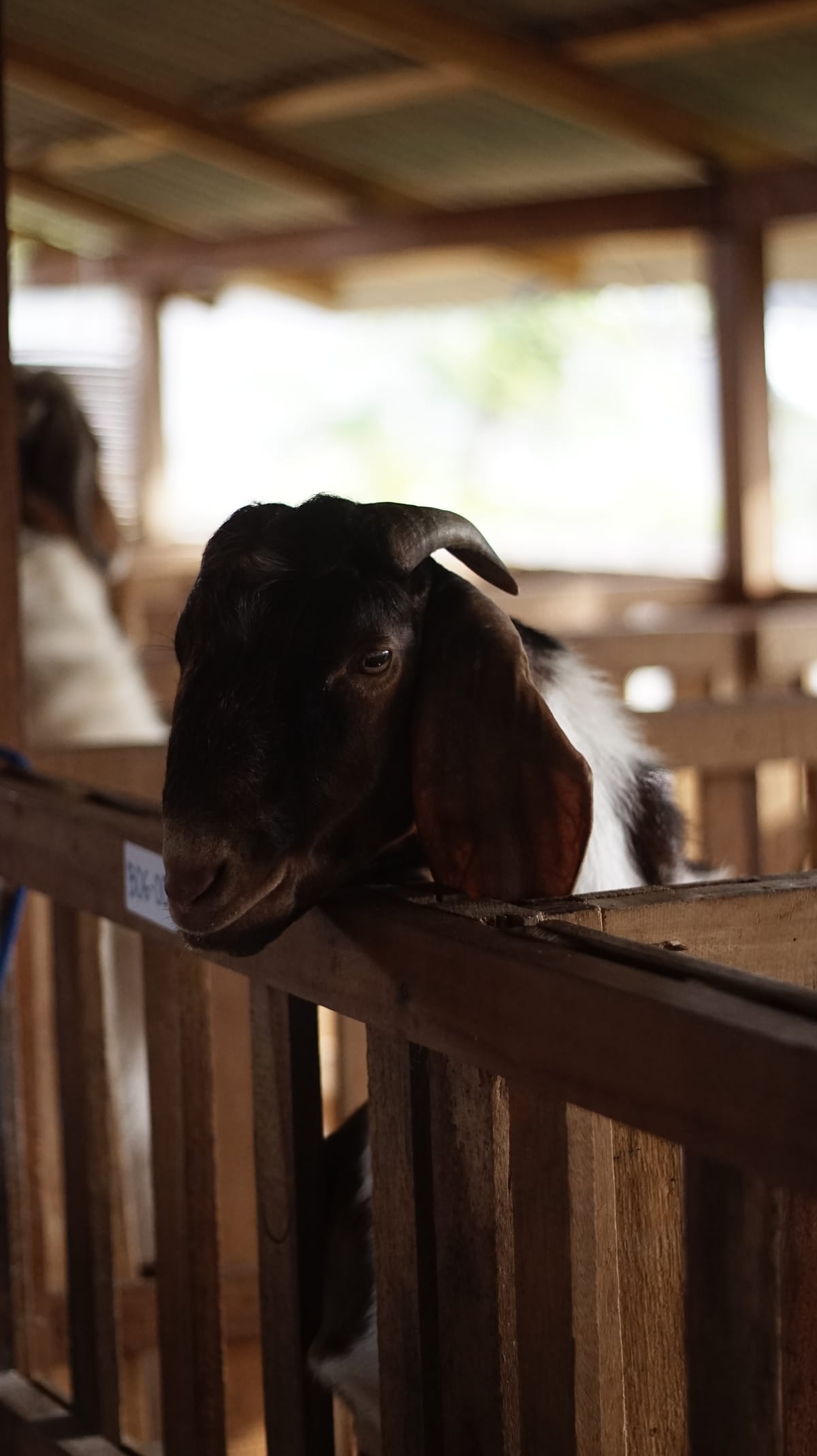 Boer Putih Coklat 7
