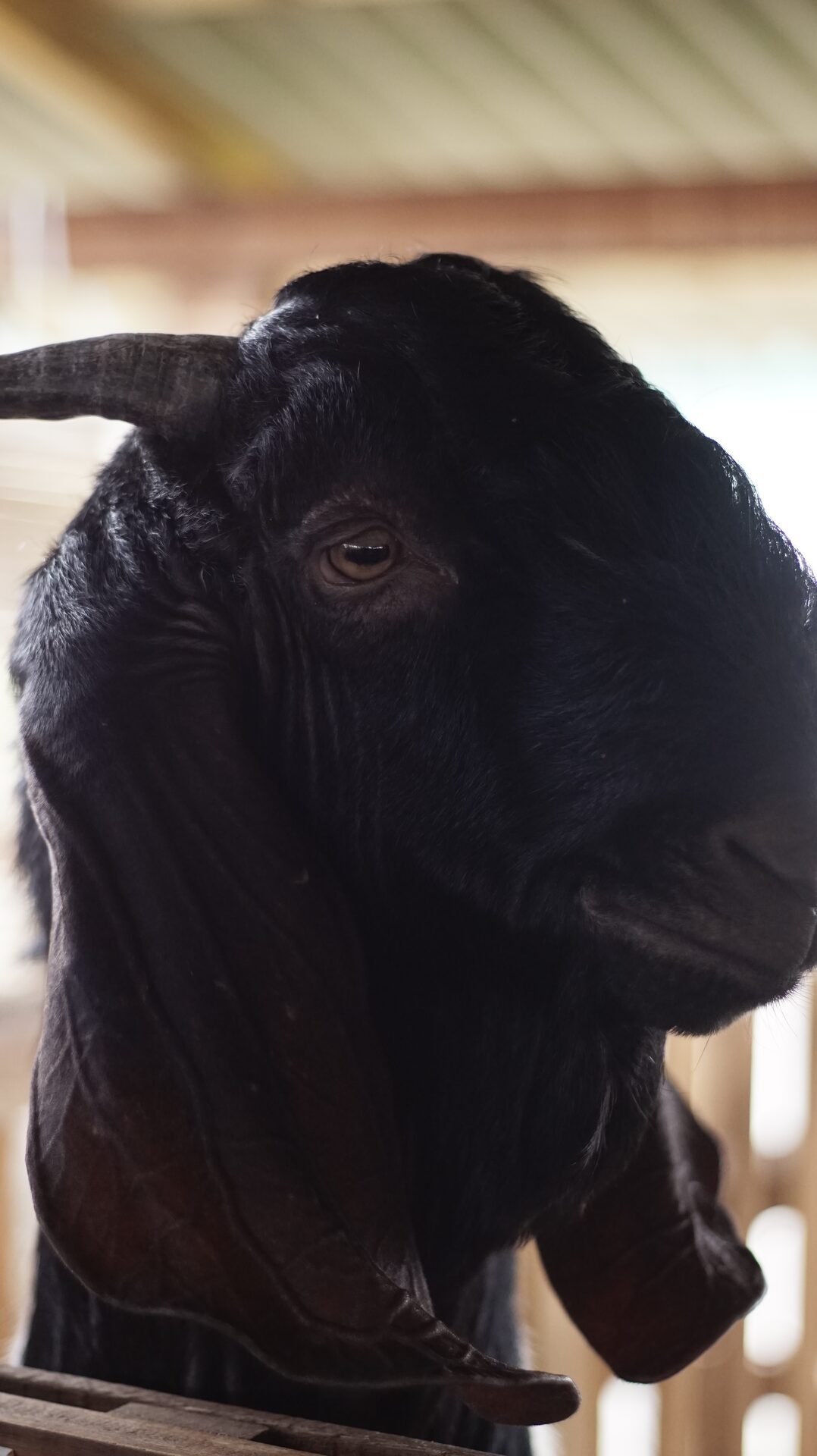 Jawarandu Putih Hitam