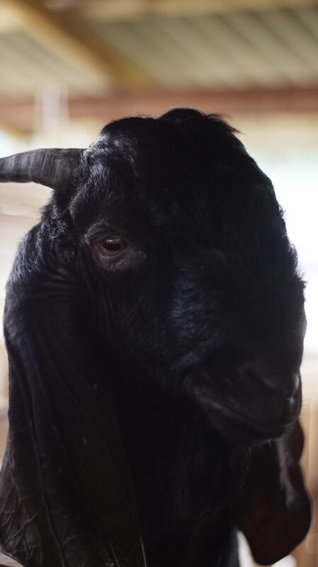 Jawarandu Putih Hitam