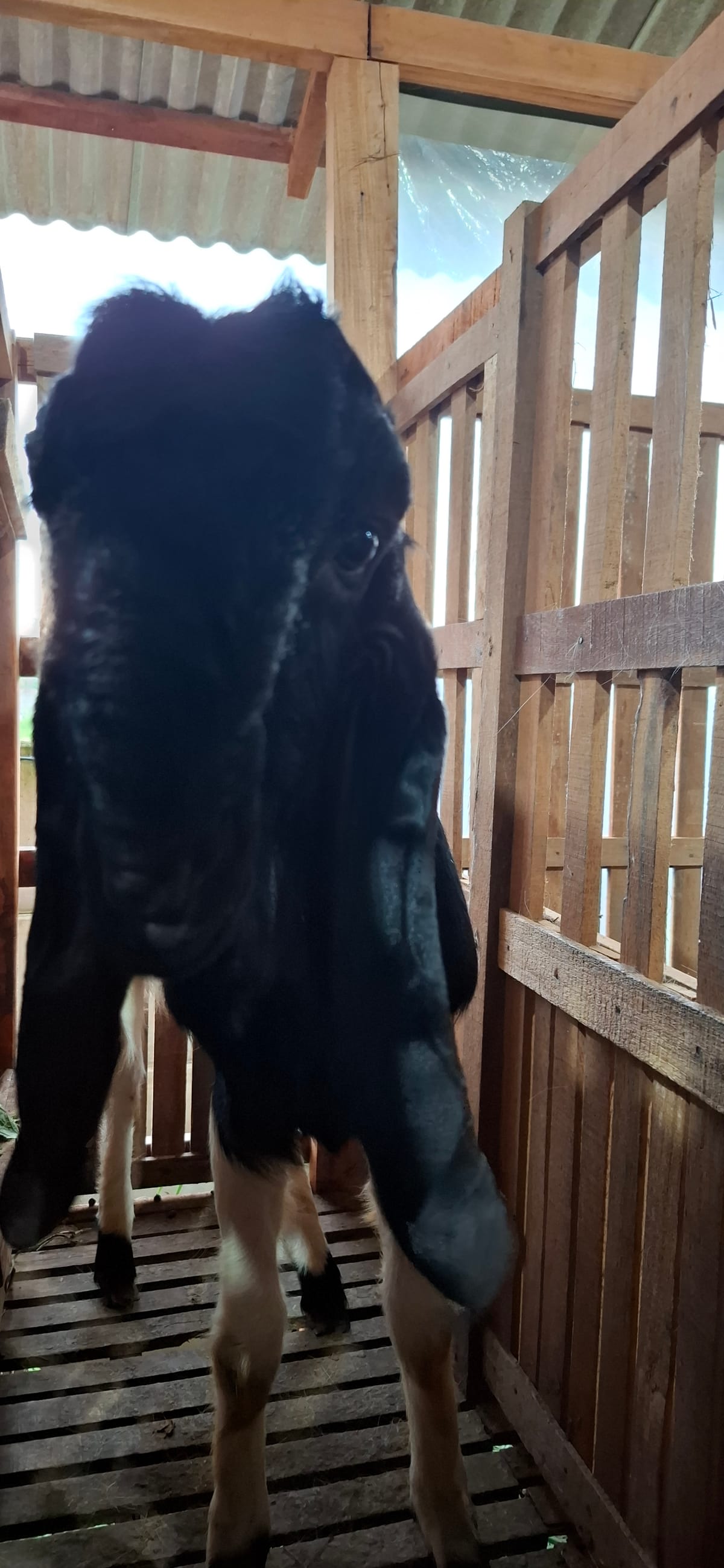PE Putih Hitam 2